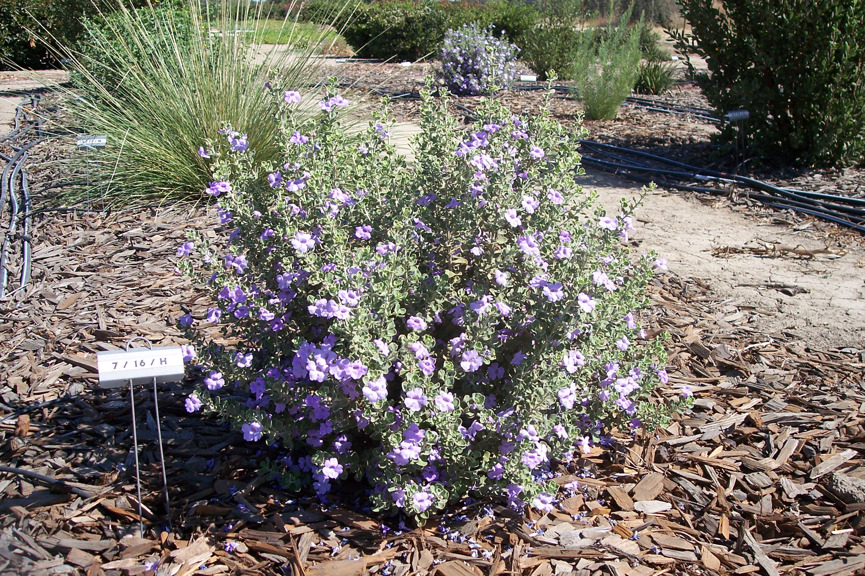 leucophyllum lynns legacy 2009