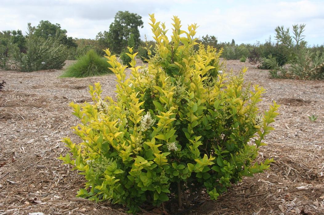 ligustrum NCLX1 20 april 2022 SCREC
