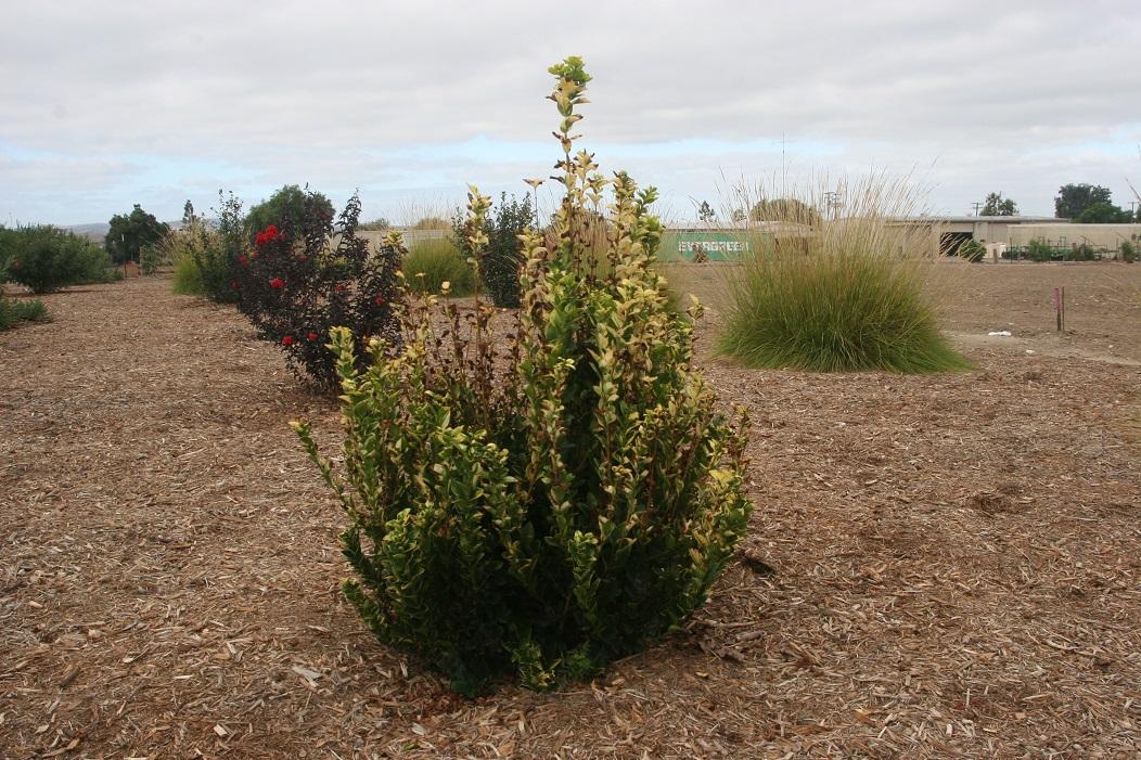 ligustrum NCLX1 20 sept 2022 SCREC