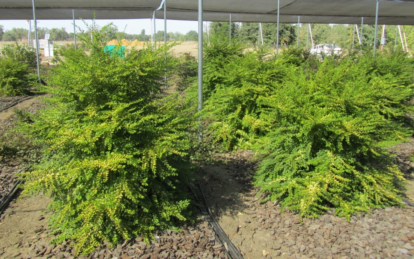 A view of Ligustrum ‘Sunshine’ on a variety of irrigation levels in September 2011. Photo: SK Reid.
