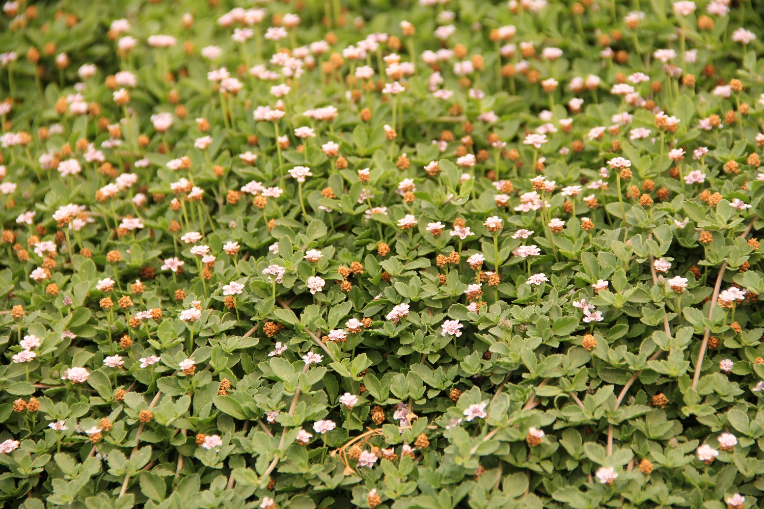 lippia new white closeup oct 2018
