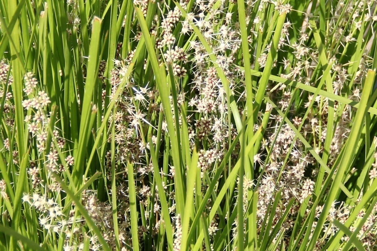 lomandra bush land green closeup