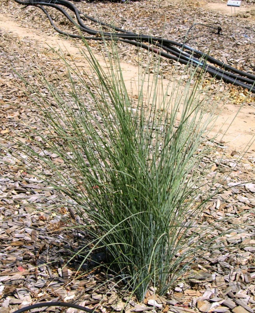 Lomandra ‘Seascape’ on 40% ET0 in September 2011. Photo: SK Reid.
