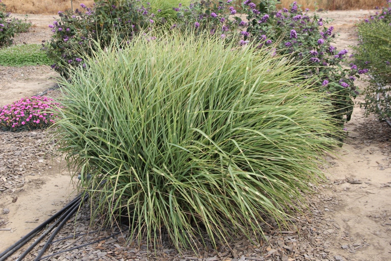 miscanthus little zebra 20 july 2014