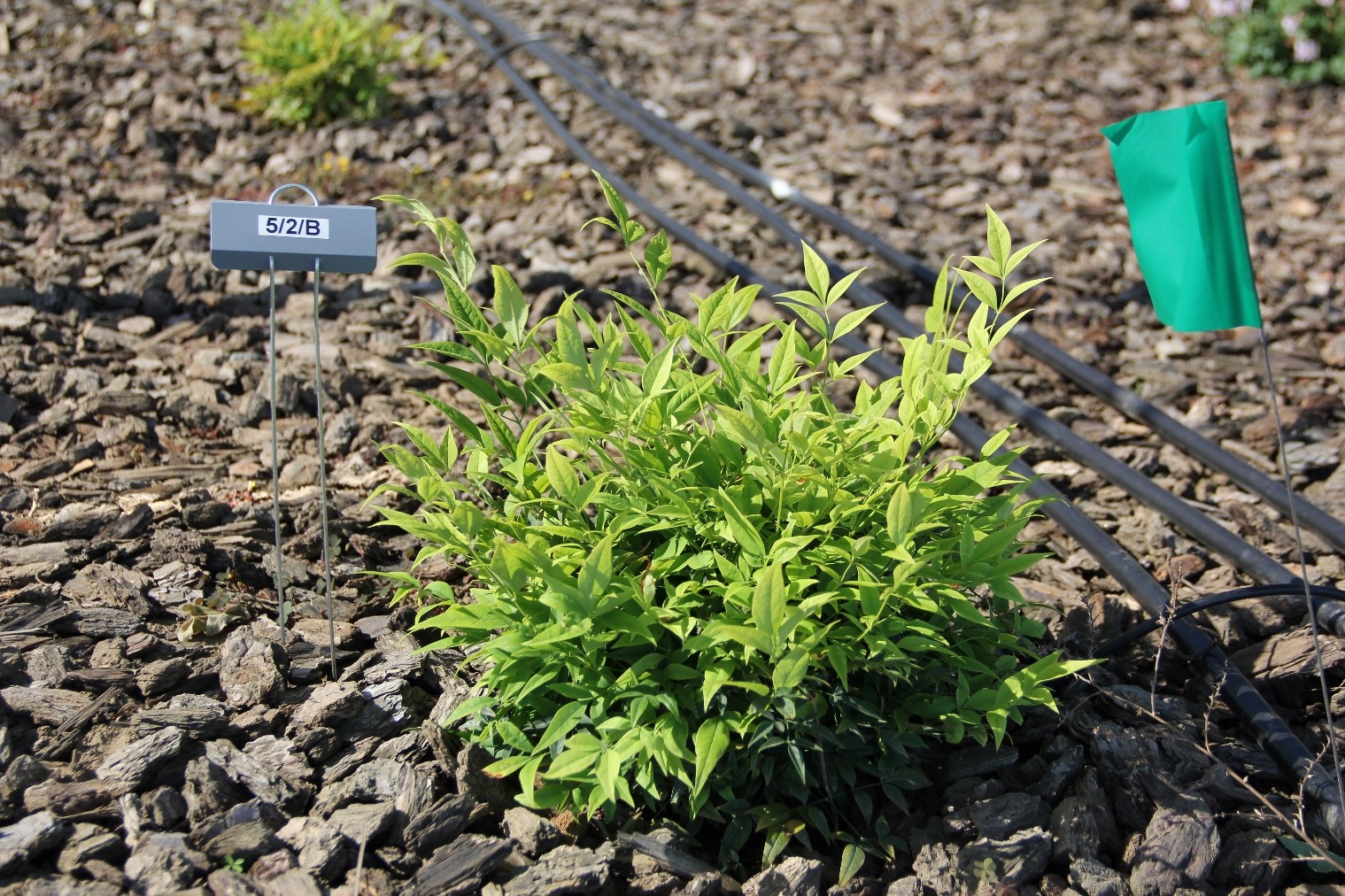 nandina lemon lime 50 may 2017