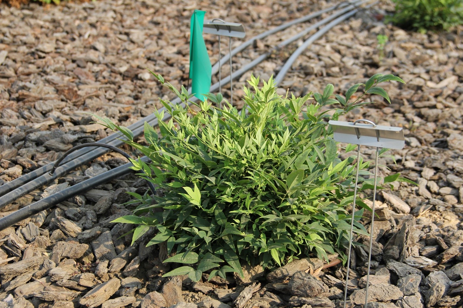 nandina lemon lime 50 sept 2017