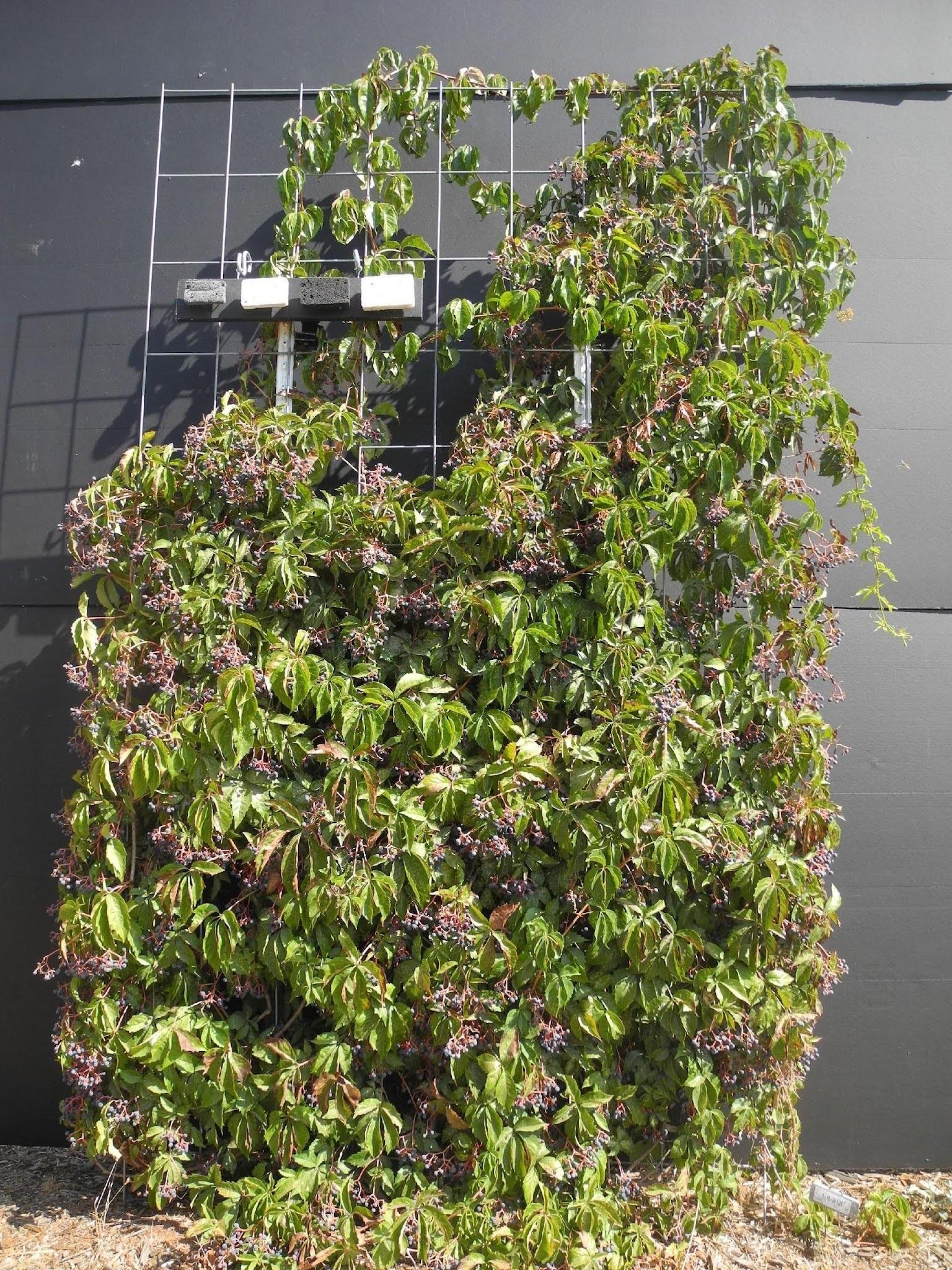 Green vine with purple hanging flower clusters on metal trellis against dark wall