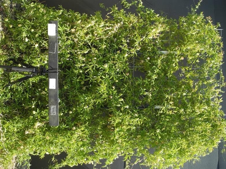 Dense green living wall panel with small leaves and a black horizontal mounting bar