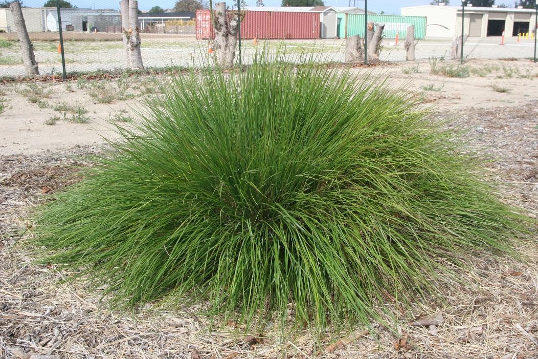 pennisetum spathiolatum 20 april 2022 SCREC