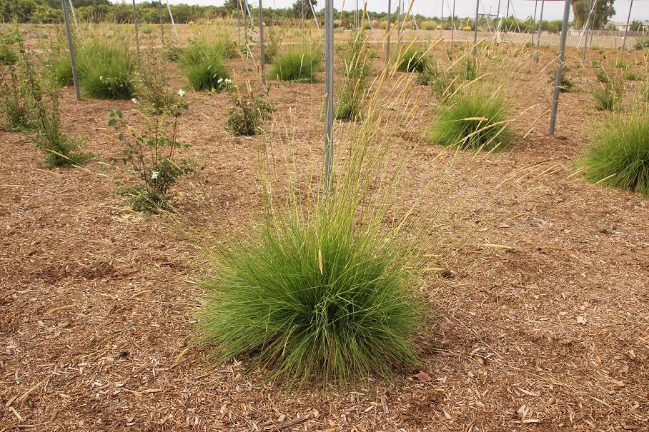 pennisetum spathiolatum 20 july 2022 SCREC