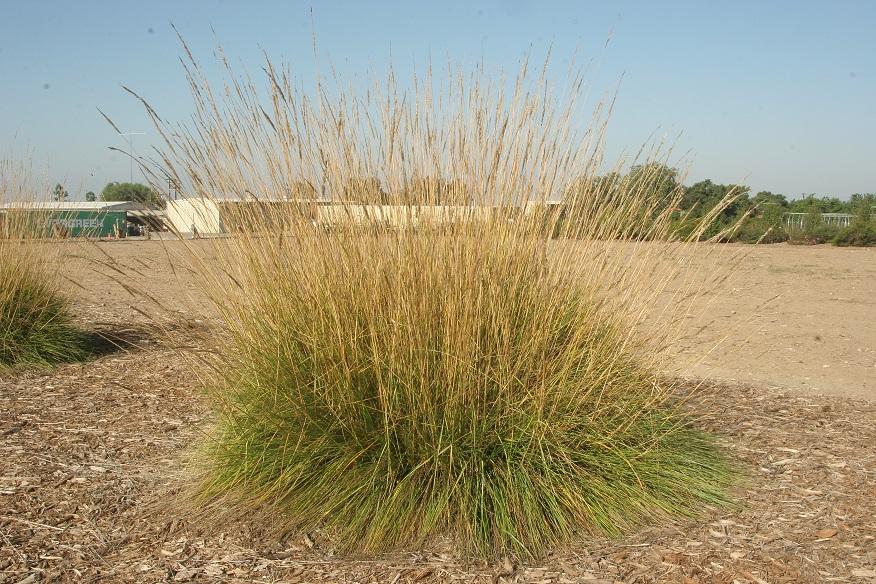 pennisetum spathiolatum 20 oct 2022 SCREC