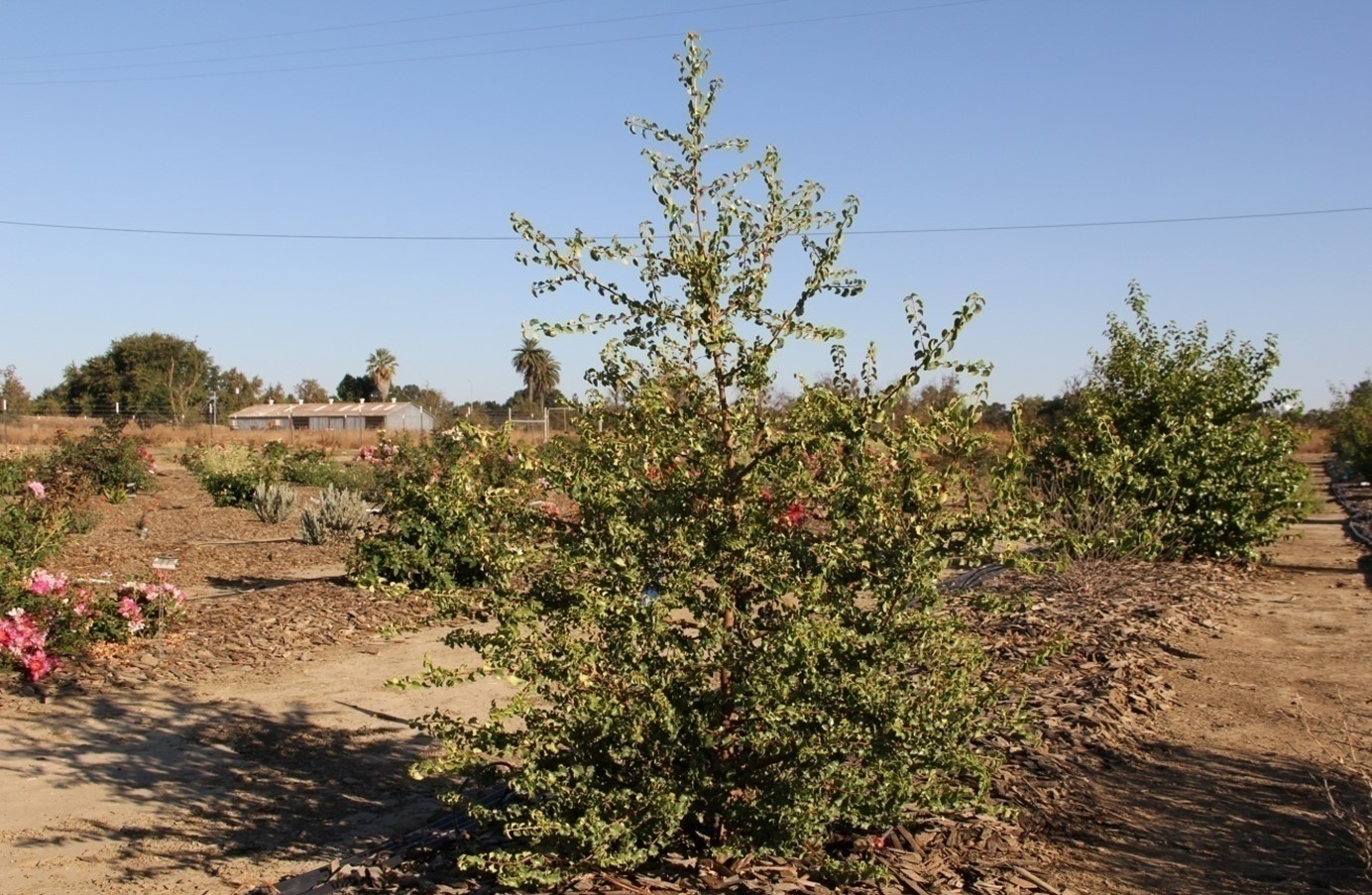 prunus ilicifolia 40 2015