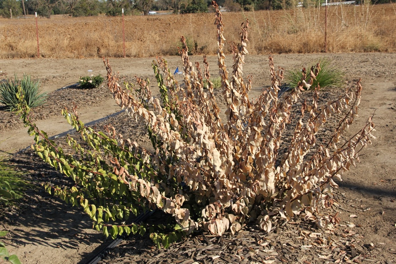 rhus ovata 20 sept 2015