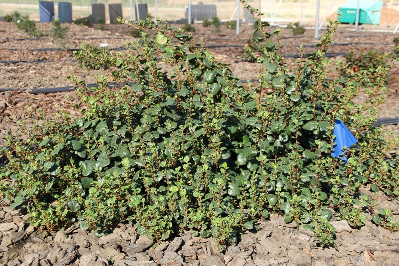 ribes spooners mesa 20 oct 2015