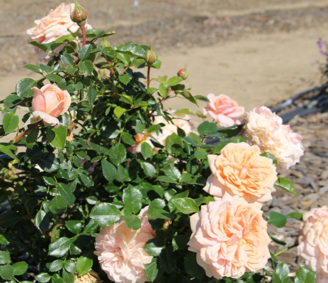 rosa KORfloci01 closeup april 2015