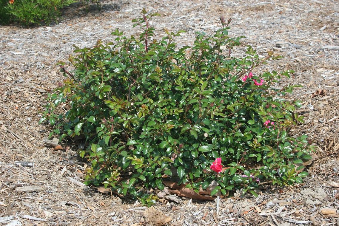 rosa MEIRIFTDAY 20 april 2022 SCREC