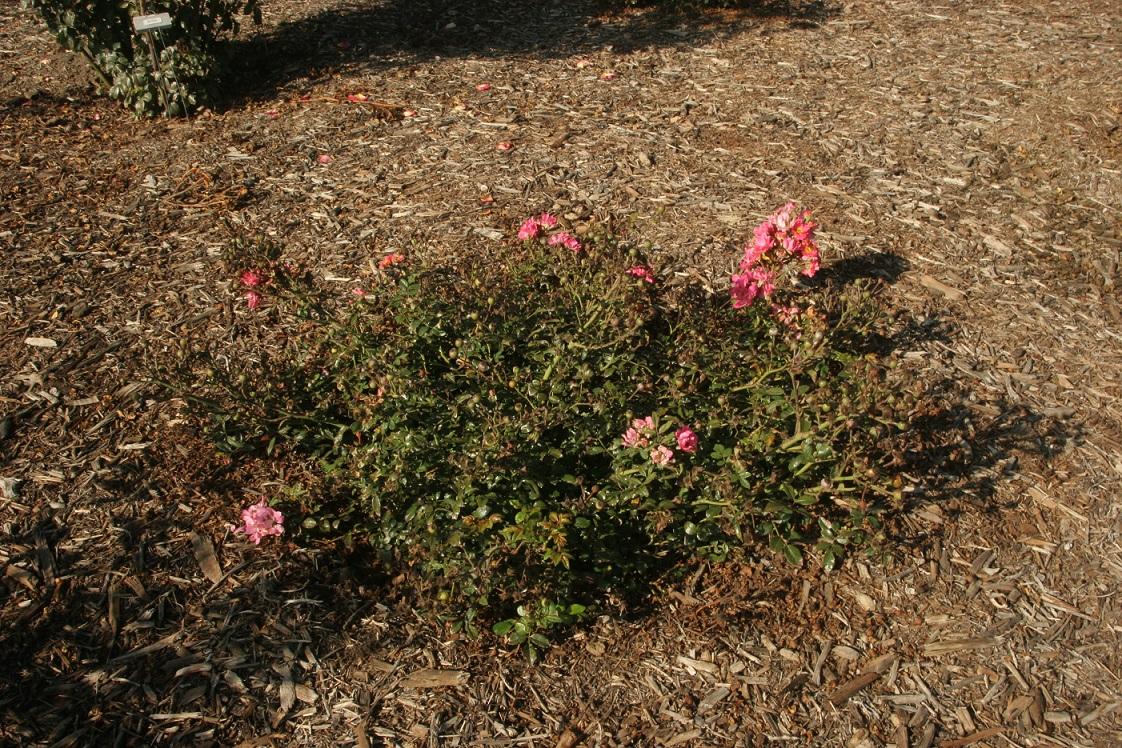 rosa MEIRIFTDAY 20 oct 2022 SCREC