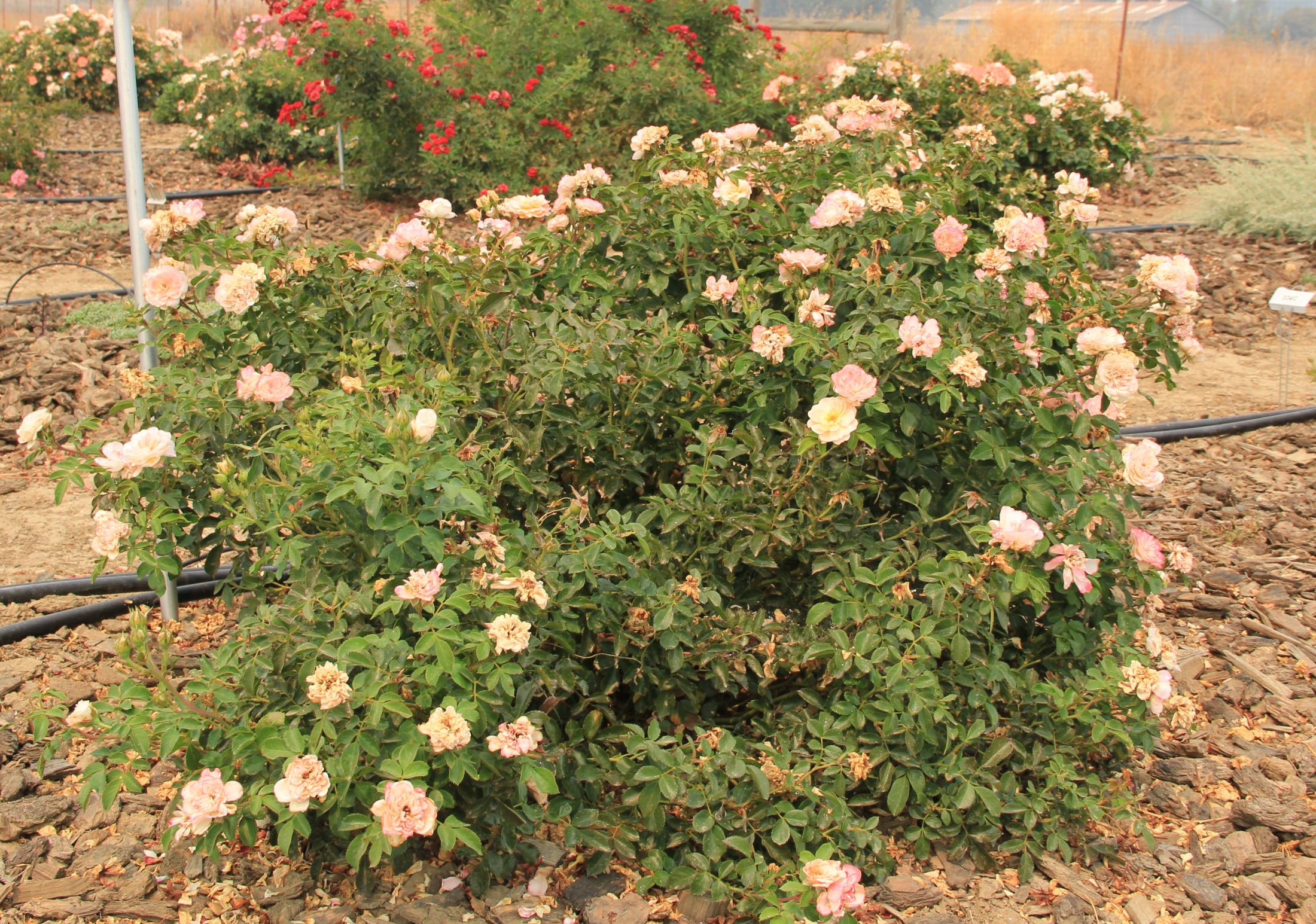 Apricot Drift® still pumping out blooms in late August in Davis despite the heavy ash from wildfires. Photo: K Reid
