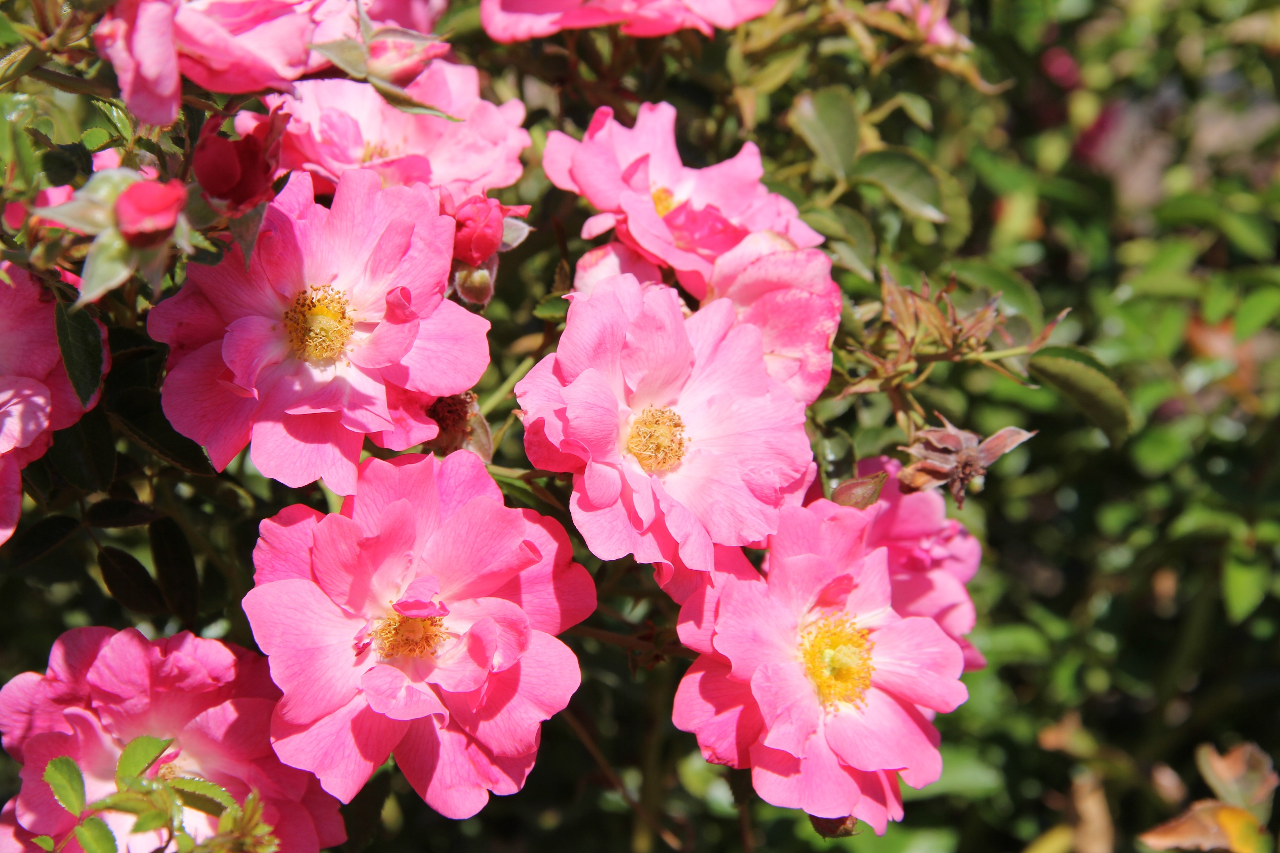 rosa NOA168098F closeup