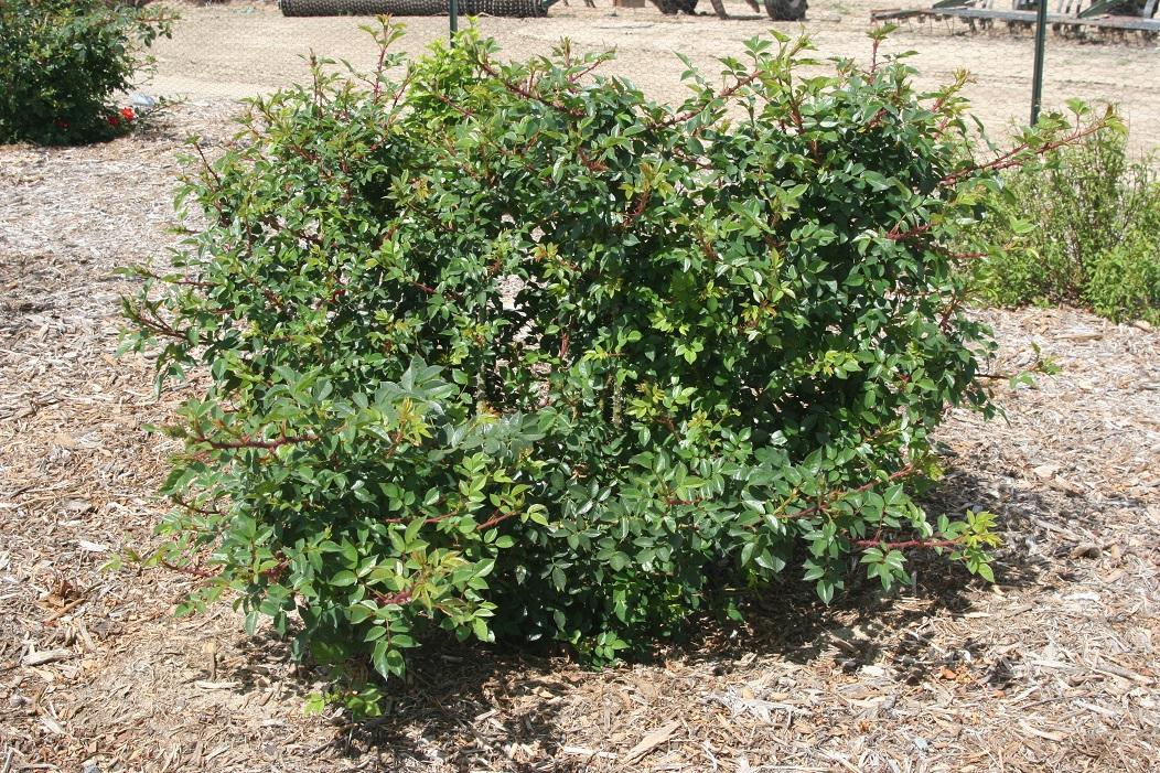 rosa chewpatout 20 april 2022 SCREC