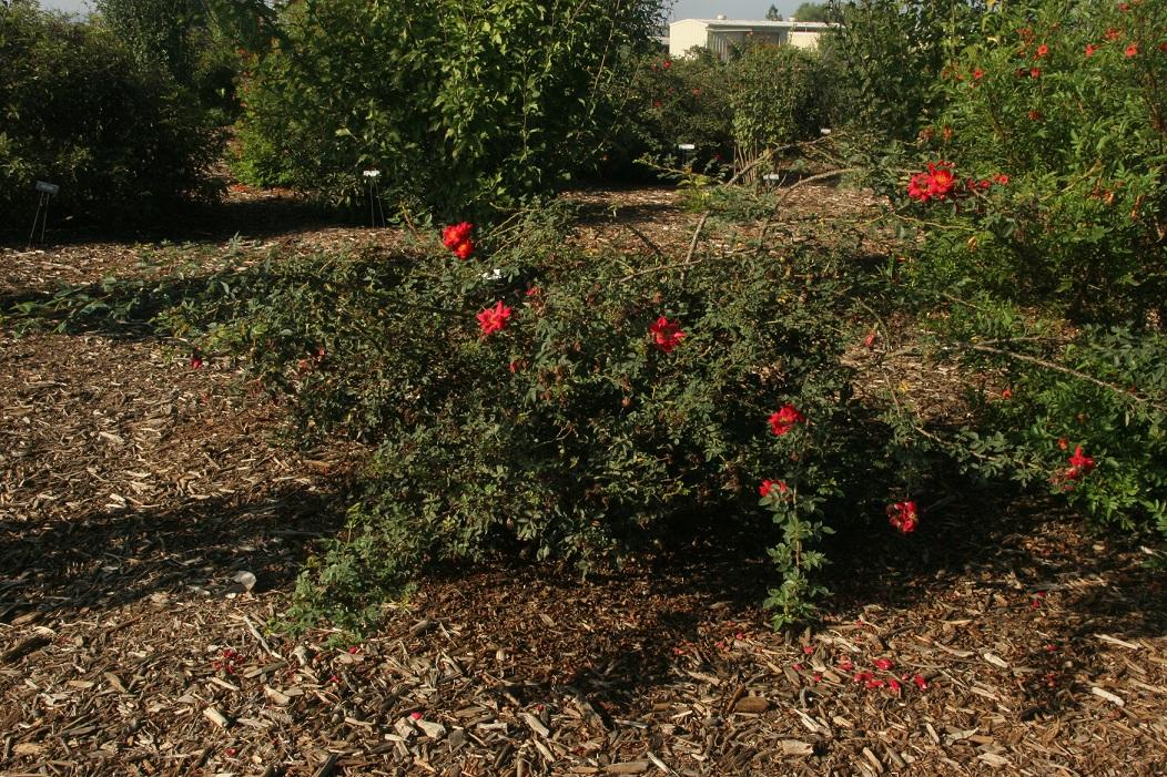 rosa chewpatout 20 oct 2022 SCREC