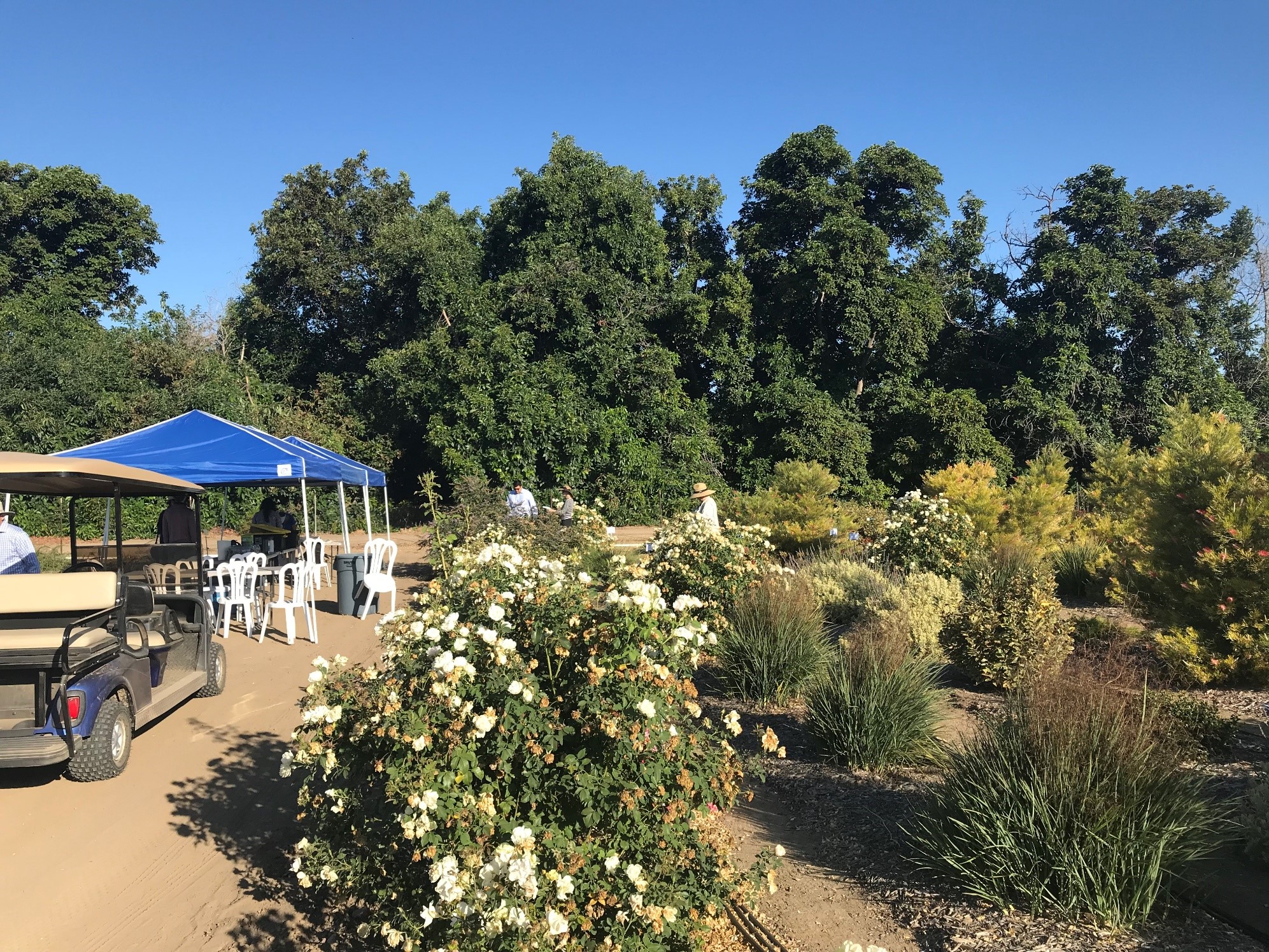 rosa icecap sept 2019 SCREC