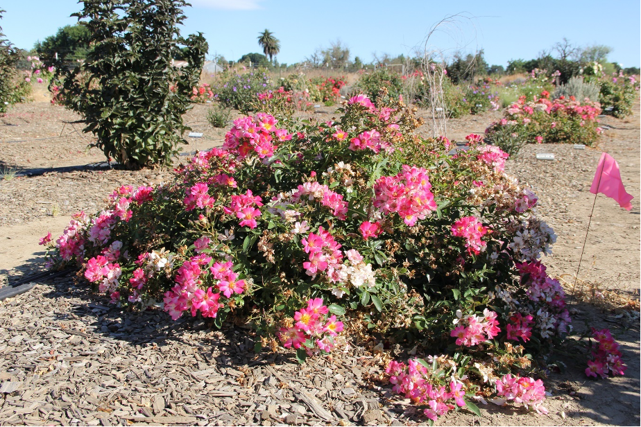 rosa meijocos 20 july 2016