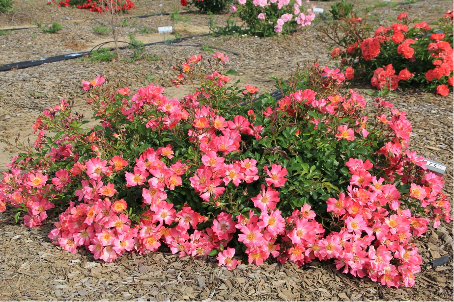 rosa meijocos april 2016