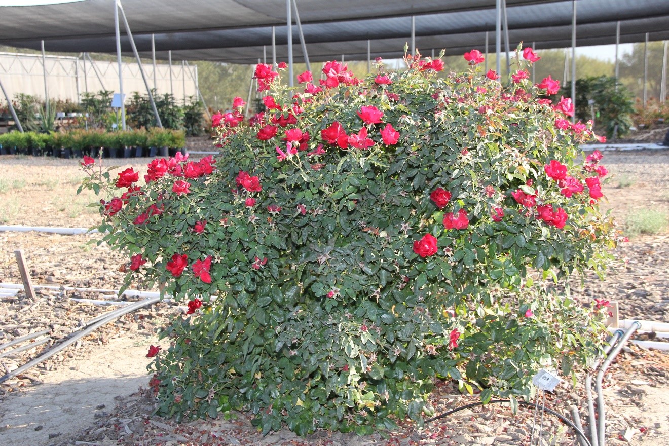 rosa meitraligh 50 oct 2019 UCD