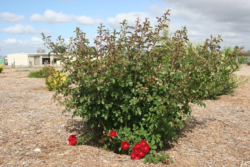 rosa overedclimb 20 april 2022 SCREC