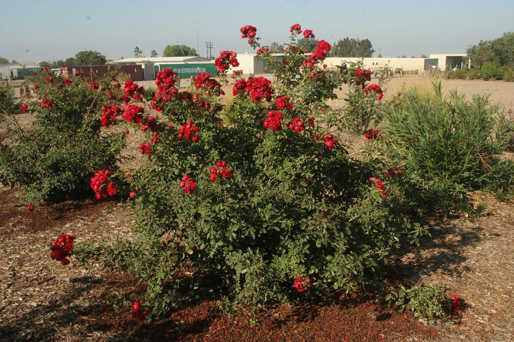 rosa overedclimb 20 oct 2022 SCREC