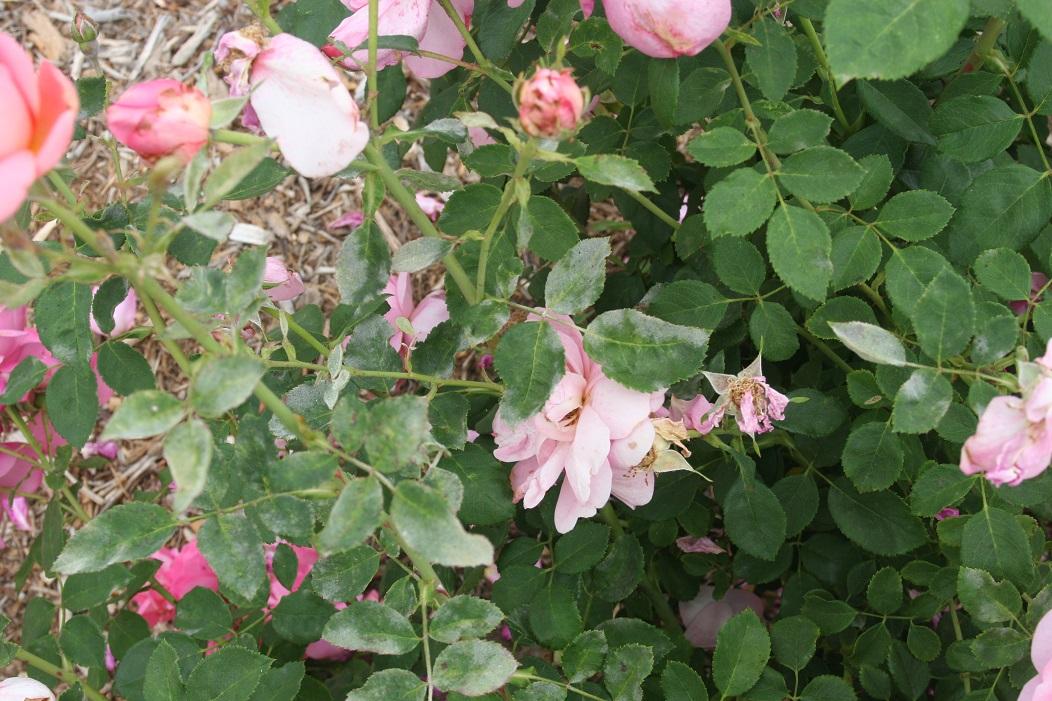 rosa radbeauty 20 may 2022 SCREC