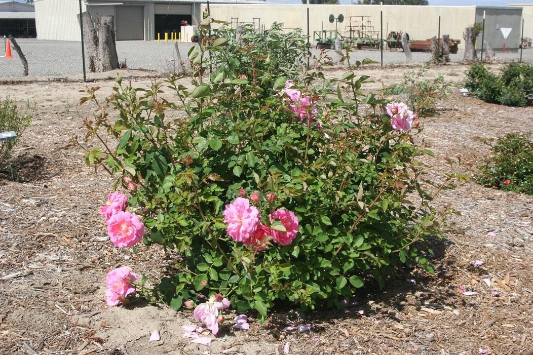 rosa radbeauty 50 april 2022 SCREC