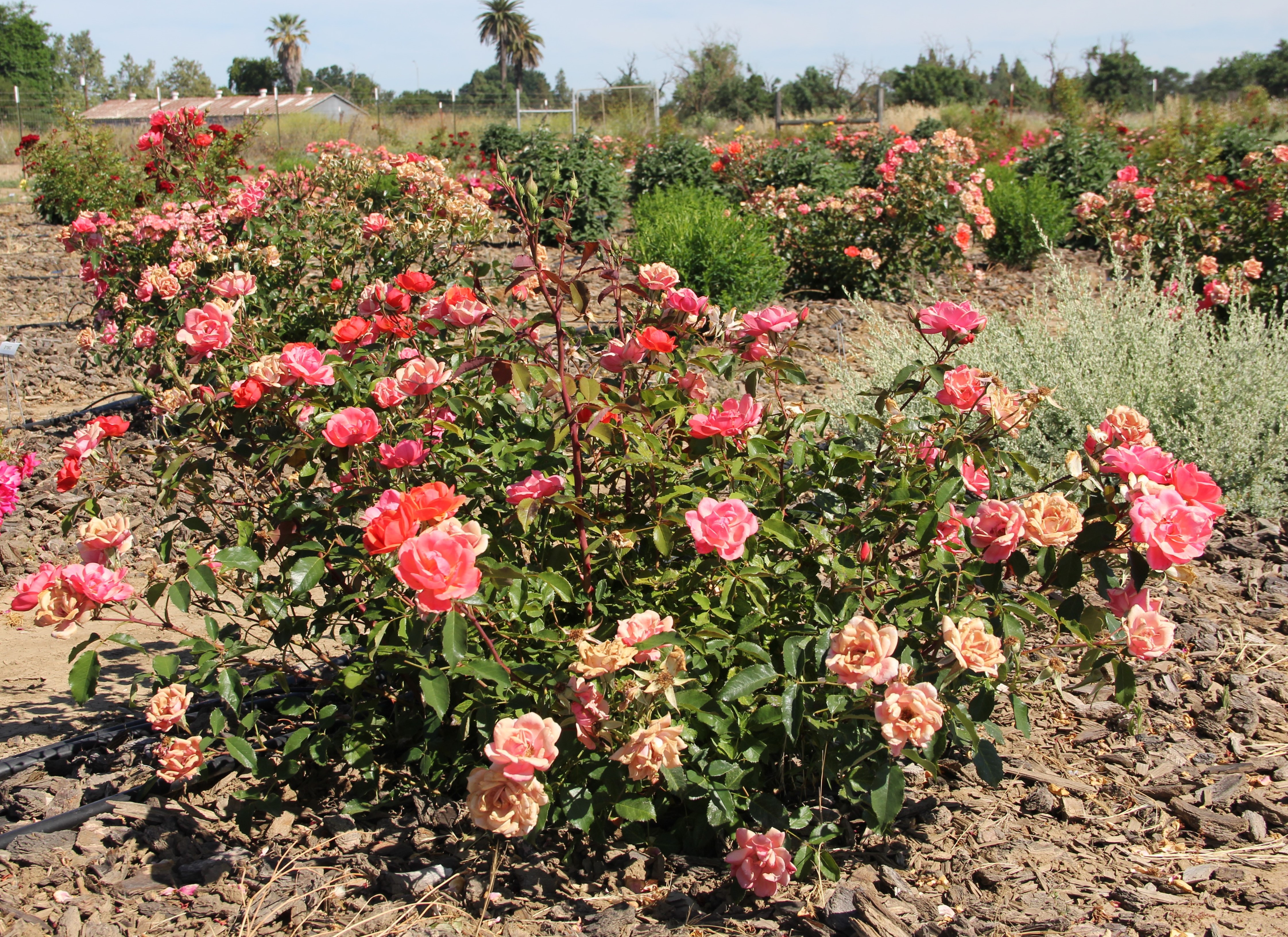 rosa radral 20 may 2020 UCD