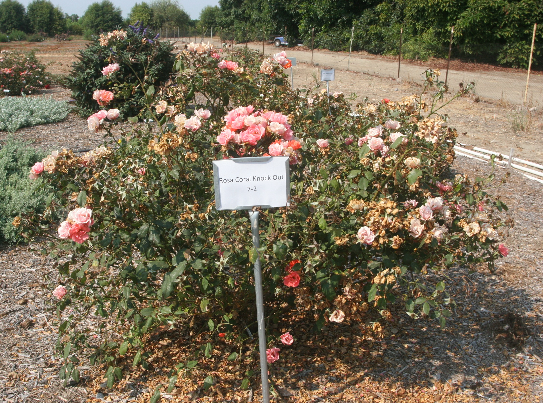 rosa radral 50 aug 2020 SCREC