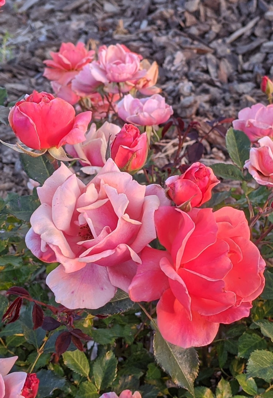 rosa radral closeup