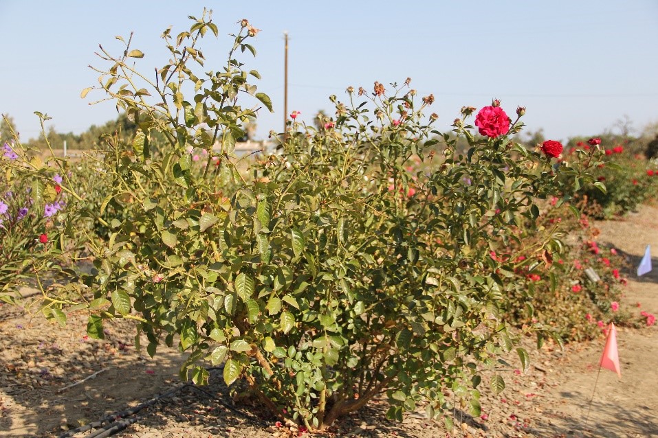 rosa bordeaux 60 sept 2016