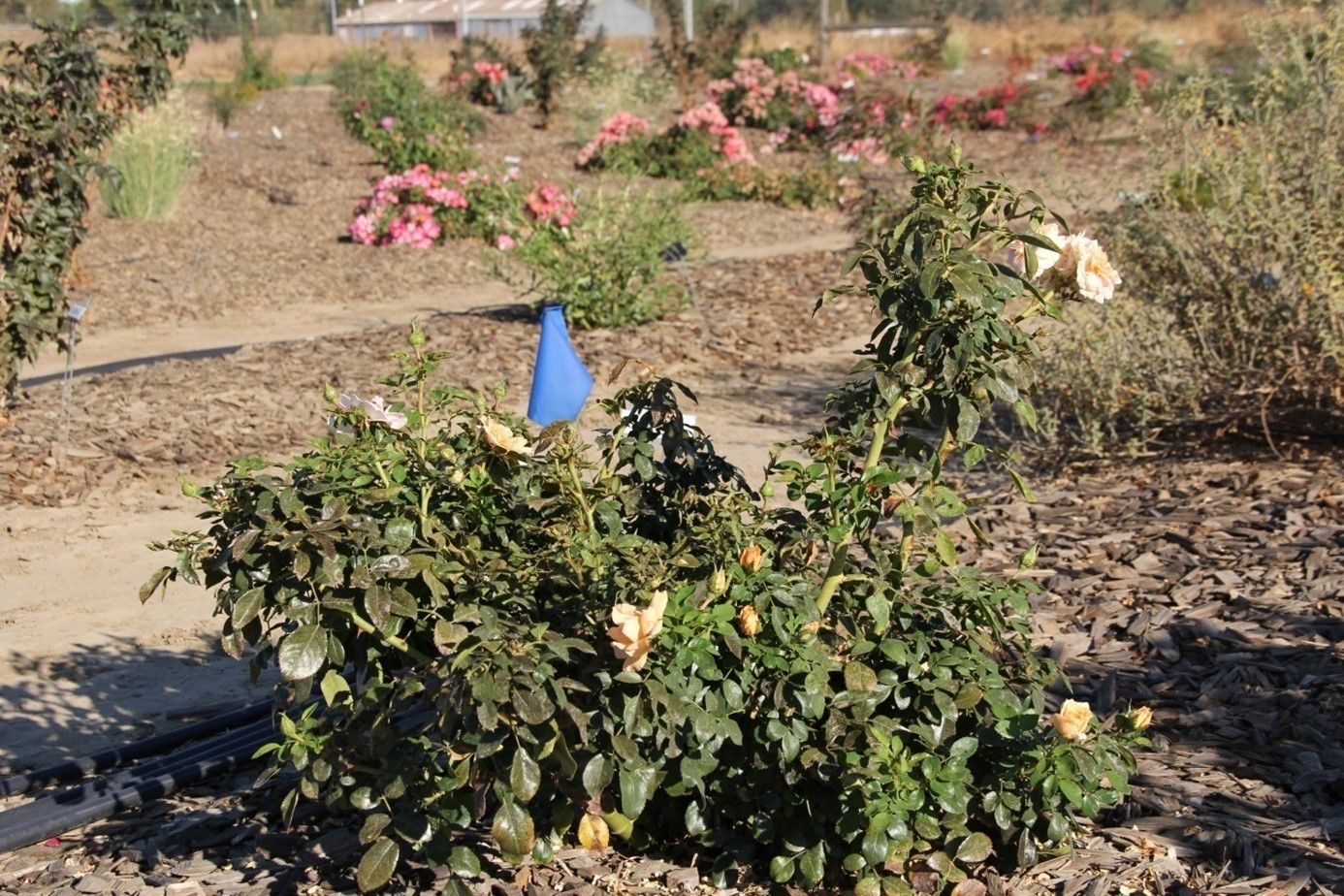 rosa cream veranda 20 sept 2015