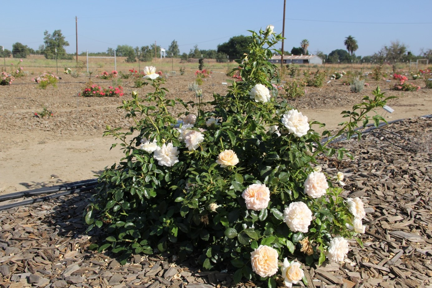 rosa cream veranda 40 june 2015