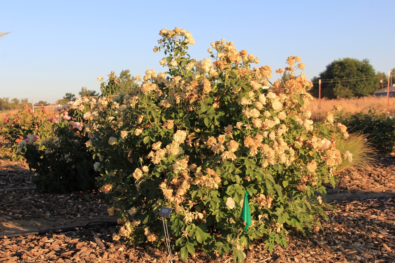 rosa icecap 50 july 2017