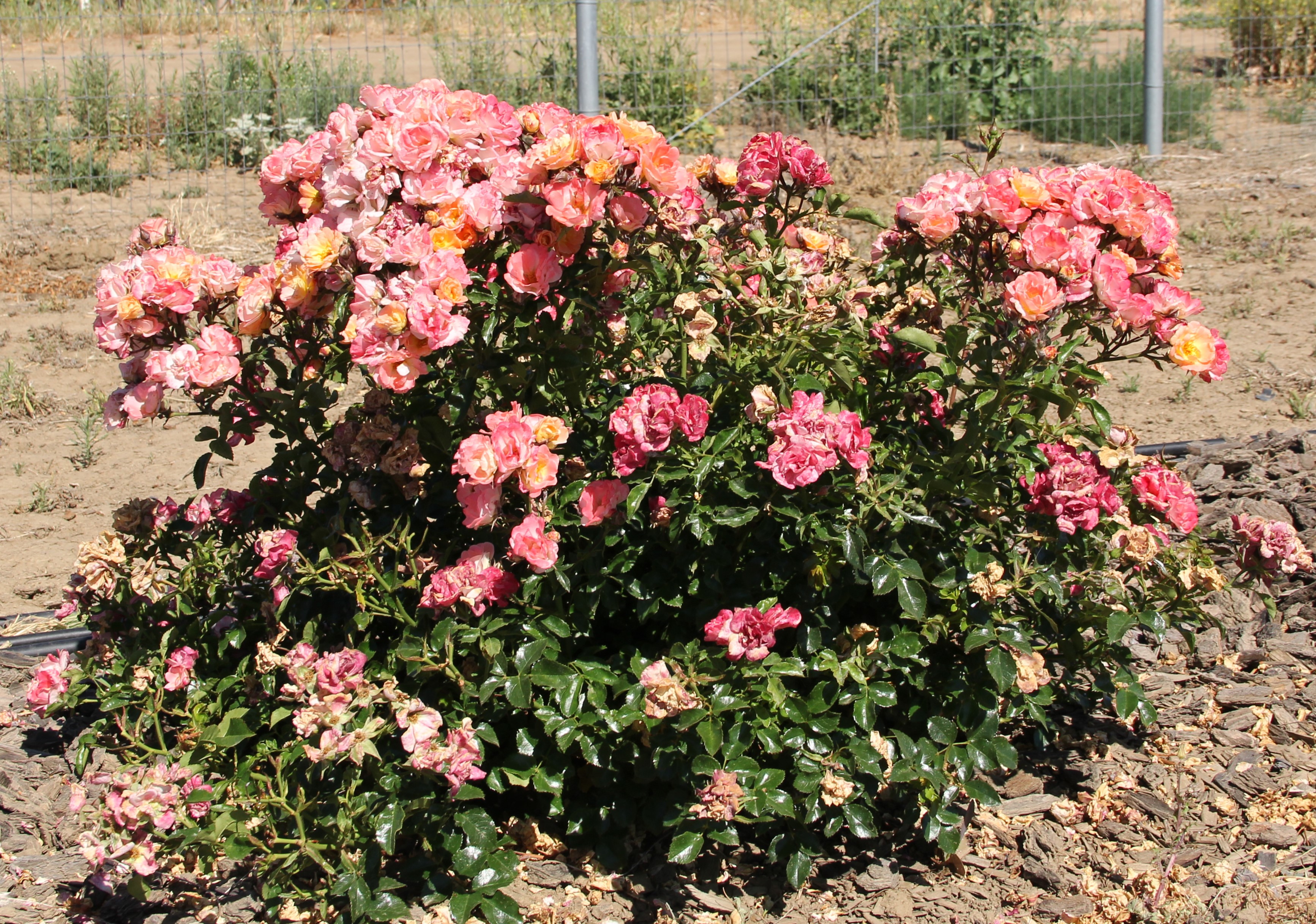 rosa meiggili peach drift 50 may 2020 davis