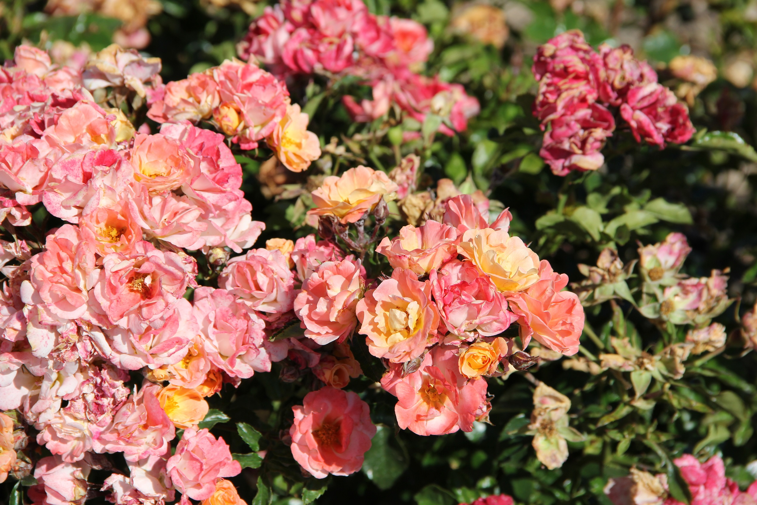 rosa meiggili peach drift closeup may 2020