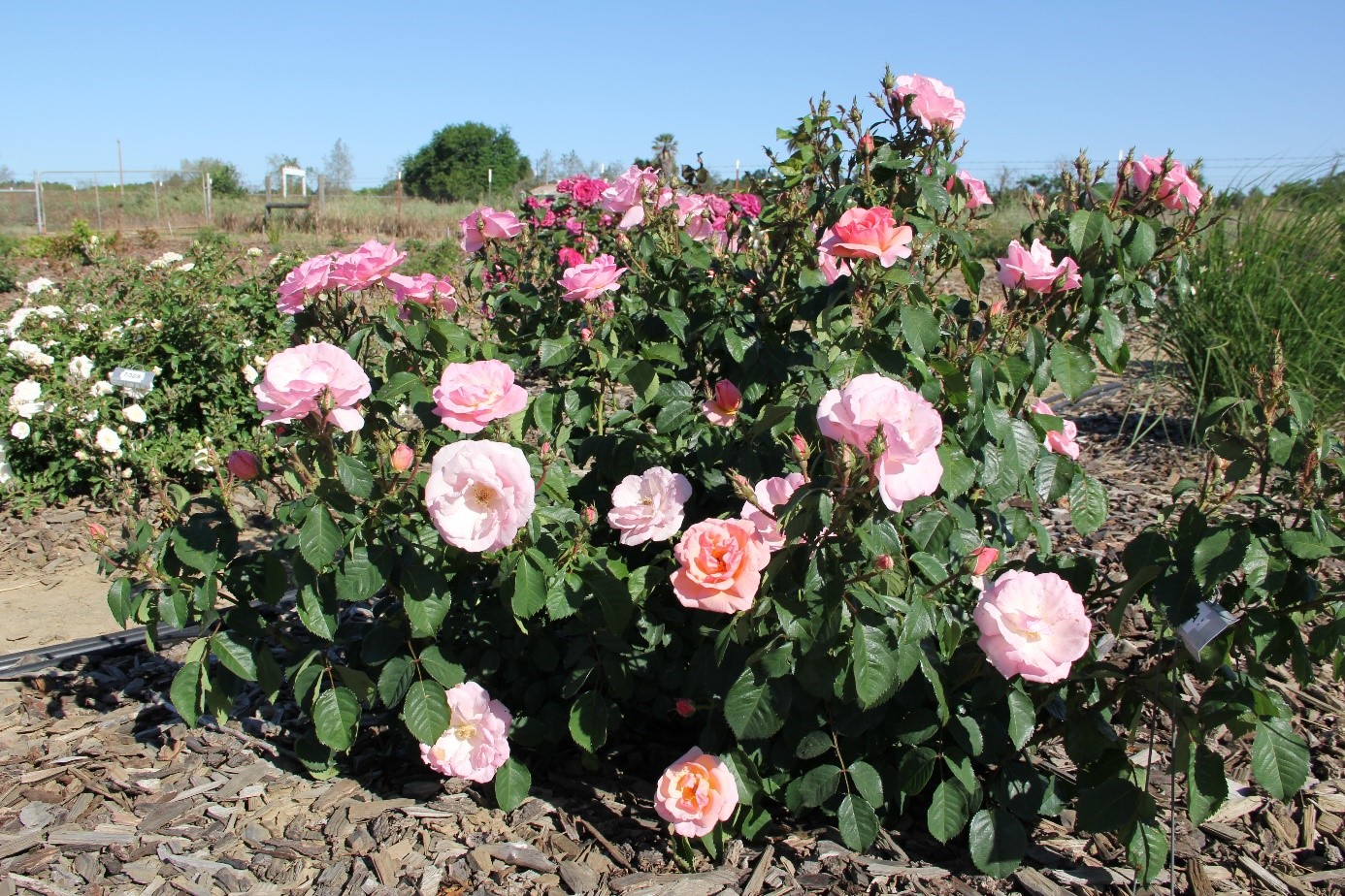 rosa peachy keen 80 may 2017