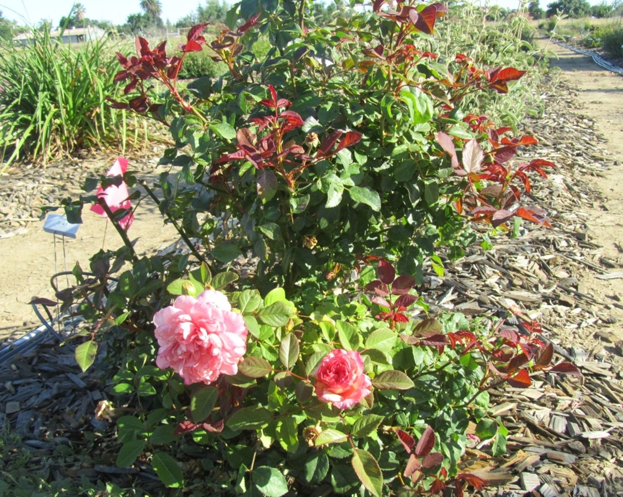 rosa pink gruss an aachen 40 may 2014