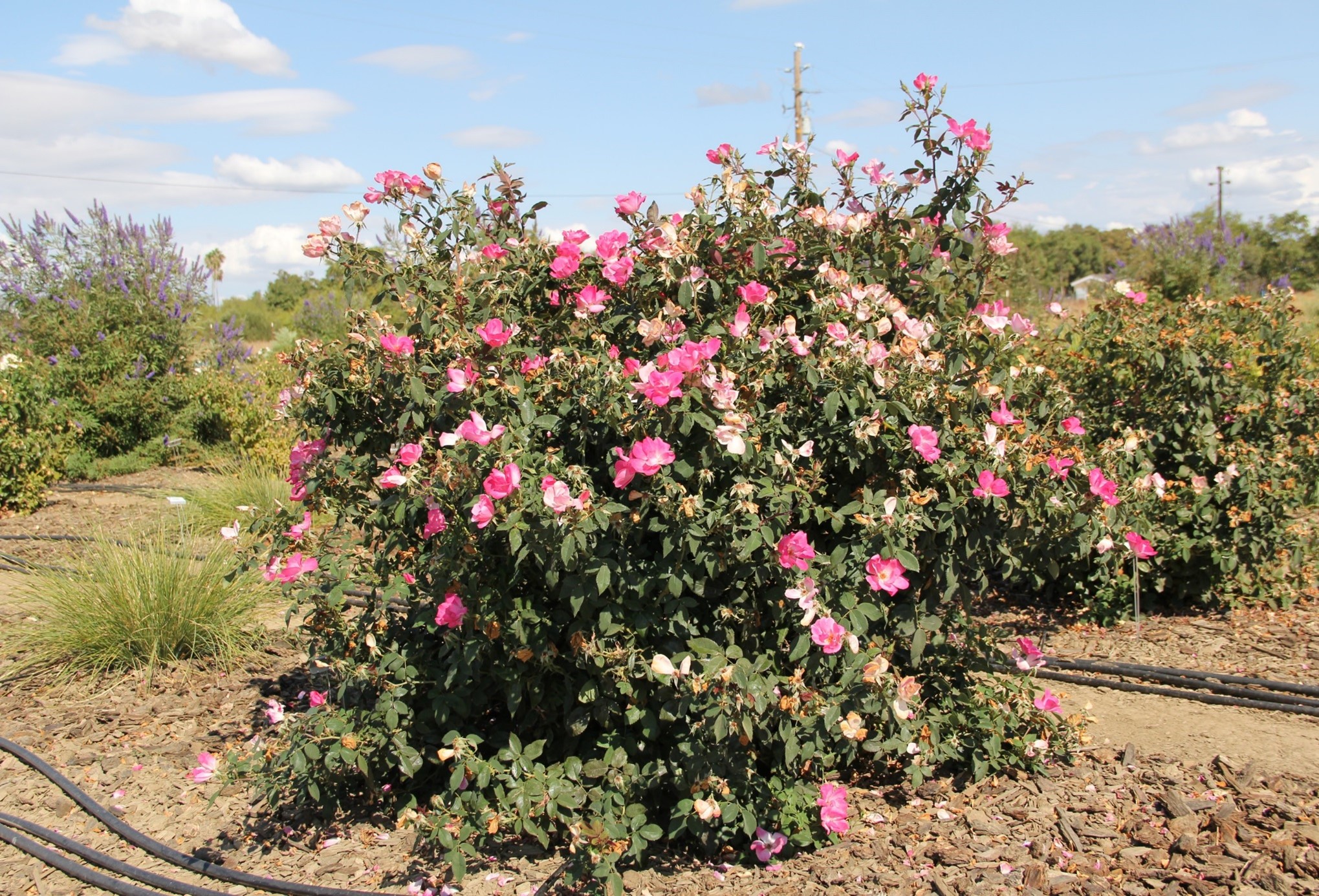 rosa radcon 20 oct 2018