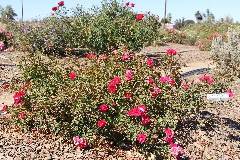 rosa red drift 20 sept 2016