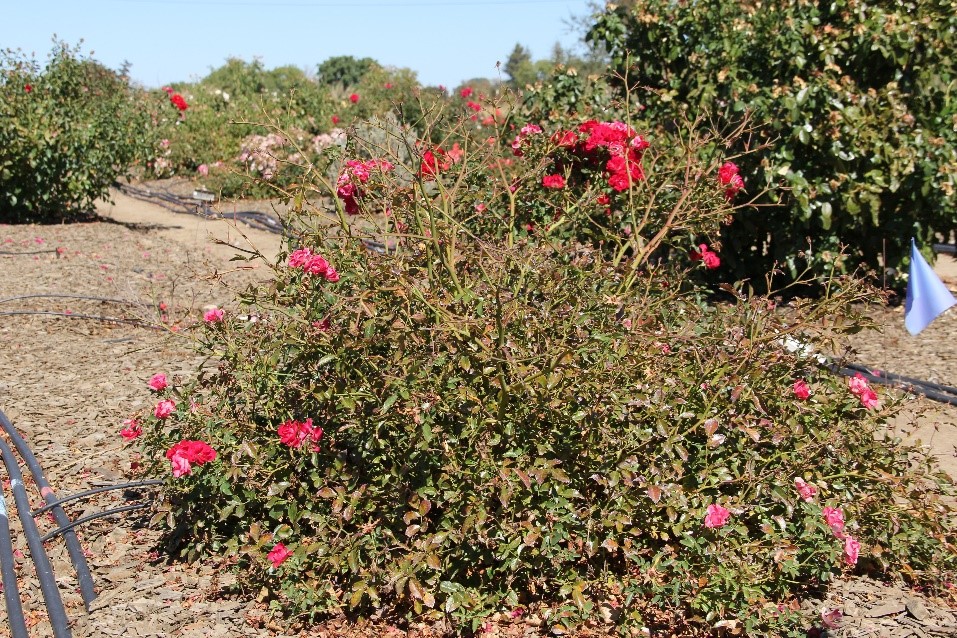 rosa red drift 40 sept 2016