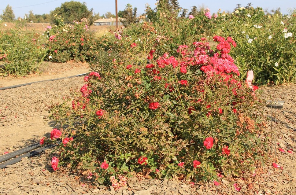 rosa red drift 60 sept 2016