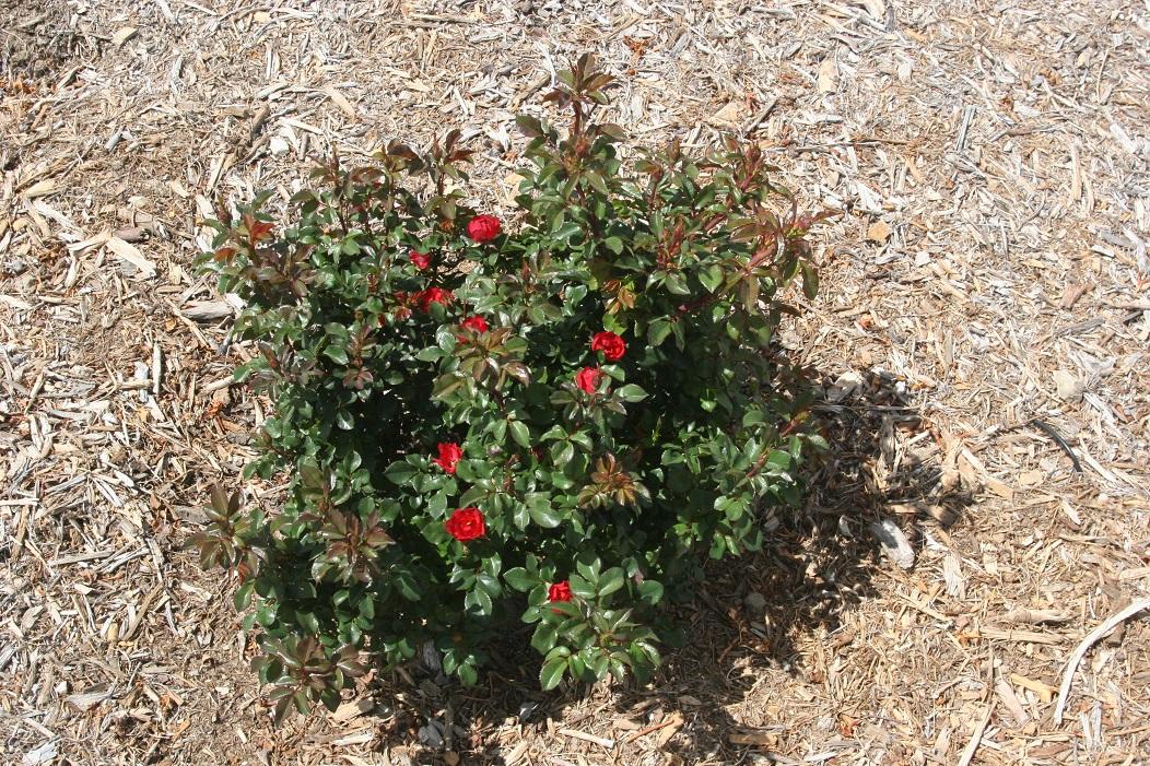 rose meibenbino 20 april 2022 SCREC