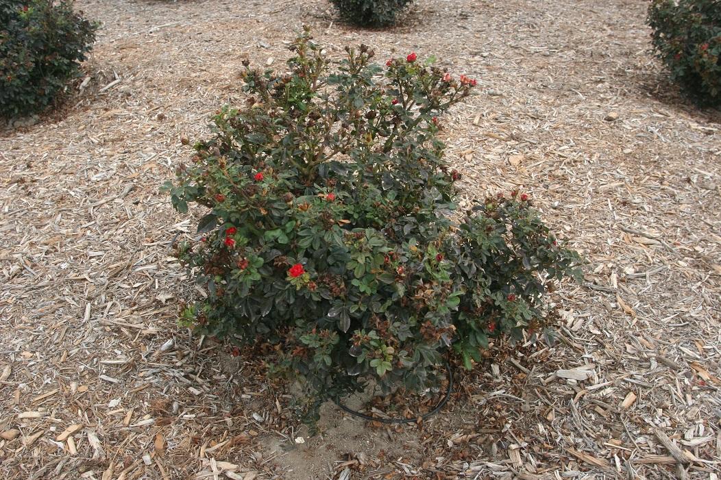 rose meibenbino 20 sept 2022 SCREC